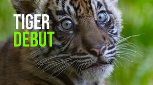 Young Tiger Siblings Explore Outdoor Habitat for First Time SAN DIEGO (Oct. 12, 2023) —Two critically endangered Sumatran tiger cubs emerged from their den today at the San Diego Zoo Safari Park. The cubs, born July 12, stepped out to explore their outdoor habitat, much to the delight of wildlife care staff and volunteers. The nonprofit San Diego Zoo Safari Park San Diego Zoo Wildlife Alliance revealed the cubs’ names in September—the female cub is Puteri, (pronounced Poo-tear-e), which means "p