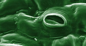 Scientists Say: Stomata