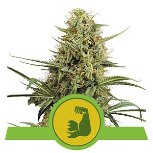 Acquista i semi di cannabis HulkBerry Auto - Royal Queen Seeds