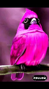 Nature’s Geometric Masterpiece! 📐✨ Check out this incredible texture! 😲 Every feather looks like a precisely folded piece of paper. The blend of white, silver, and hints of gold makes it look like a fragile sculpture. It’s the most artistic bird you’ll ever see! 🤯📄 Rate this paper-like beauty 1-10! 👇 #viral #viralreels #trending #populer #aiart #bird #birds #birdsphoto #fblifestyle #birdvideo #naturevideo #fbreels #trendingreels #naturelovers #amazingvideo #wildlifevideo #reelkarofeelkaro #