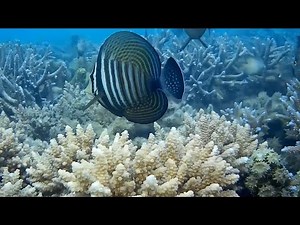 Blue Bay & Flic en Flac Beach Snorkeling | Amazing Marine Life | Mauritius travel 🐠