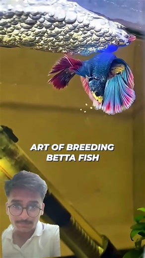 betta fish ki breeding 😁#share #shorts #viral #fish #aquarium #fishtank #trending