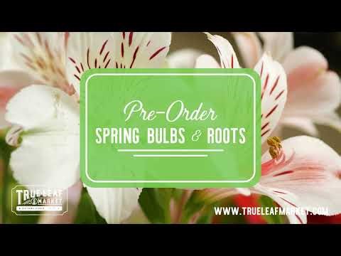 Pre-Order Spring flower bulbs and roots!