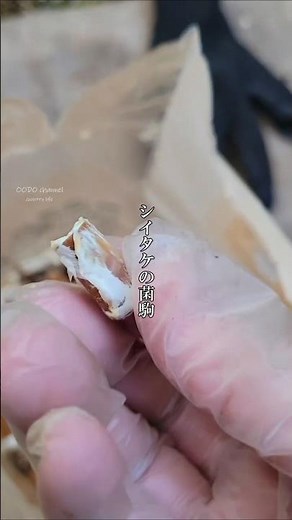 強剪定した栗の木の再利用しほだ木を作る