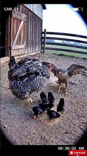 Mother Hen Attacks Hawk to Save Her Chicks 😱 Caught on Camera