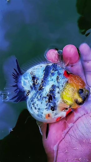 Caring for Oranda Goldfish: Essential Tips