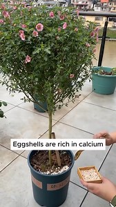 How to use eggshells as fertilizer #gardening #garden #gardeningtips #gardenlife #gardeninspiration #gardenideas #gardenlove #gardendesign #gardenersofinstagram #gardenersworld #garden_styles #gardenphotography #gardenlovers #gardenerslife #gardenart #gardenbeauty #gardensofinstagram #gardenplants #gardenviews #gardenersparadise #gardenista #gardeningcommunity #gardenloversclub #gardenaddict #gardeners #gardenerslife | Pro Gardening