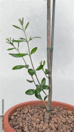 Small olea europaea tree growing in a terracotta pot with expanded clay aggregate. The young plant is gently moving in a light breeze
