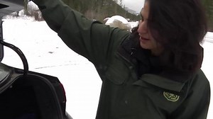 Finding the perfect Christmas tree