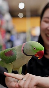 31K views · 149 reactions | It’s World Parrot Day! 拾列 Our flock of experts are here to share their top parrot facts and tips. From parrot enrichment to providing a nutritious diet, here’s some important things to know about our feathered friends | Animates Vetcare NZ | Facebook