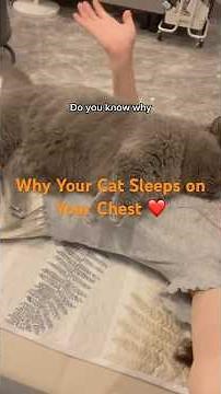 Why Cats Love Sleeping on Your Chest | The Science of Trust and Comfort