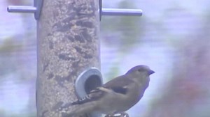 Dos and don'ts to remember when setting up your bird feeder this winter