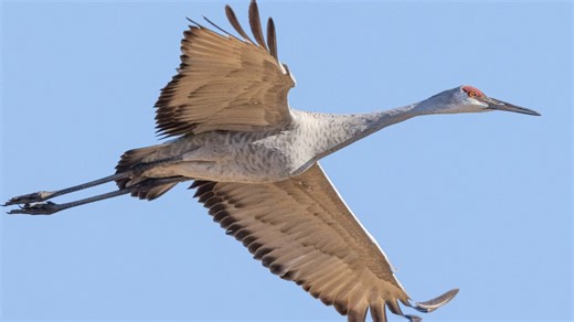 Sandhill Crane Makes Silly Not-So-Graceful Landing In Slo-Mo Clip