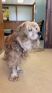 2.9K views · 701 reactions | Meet some of the new seniors Muttville rescued this week! What's next? Forever homes! muttville.org ♥♥♥ "Sweet, cute, special, oldie but a goodie, friendly, chill, handsome, beautiful, did we say Sweet?!?" Seniors are the very best! | Muttville Senior Dog Rescue | Facebook