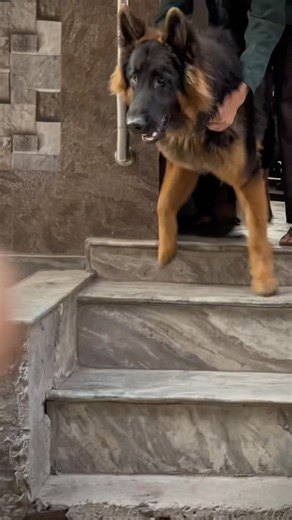 German Shepherd Longcoat #germanshepherd #gsd #cutepet #longcoat #dogclothing