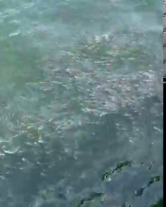 Lots of bait | 61st Street Fishing Pier