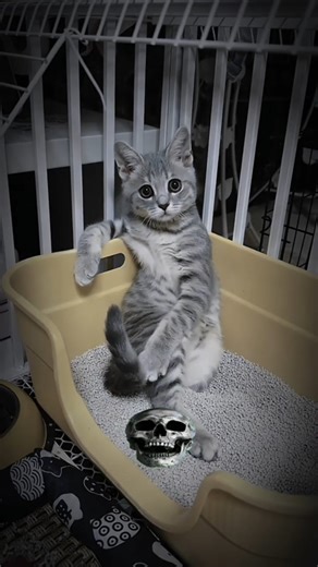 Cats acting like a human #cat #animals #shorts