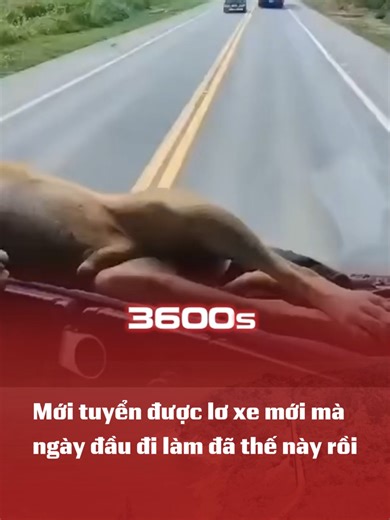 Đi làm mà hơn cả vua chúa #3600s #xuhuongtiktok #giaothong #tintuc #cameragiaothong