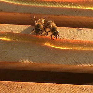 4.3K views · 29 reactions | A bee’s tongue is called a proboscis, and besides using their tongue to drink nectar and honey, a worker bee will also use her proboscis to clean herself or groom other bees, especially the queen! #bees #honeybees #beekeeping #beekeeper #dinnertime #drinkup #nomnomnom #honey #hive #insects #insect_perfection #insectagram #beehive #pollinators #austintexas #atx #savethebees | Texas Beeworks | Facebook