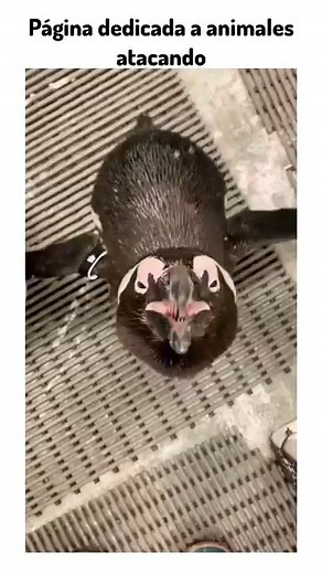 📲 Follow AnimalsAttack for more insane wildlife moments Would you survive this? #animalattack #wildlifeencounters #dangerousanimals #natureisbrutal #predators #wildlifephotography #scarymoments #closecall #naturelovers #junglelife #survivalmode #wildanimals #AnimalAttack #Wildlife #NatureUncensored #PredatorVsPrey #ViralVideo #ShockingClips #WildEncounters #FightForSurvival#crazyfootage | AnimalsAttack