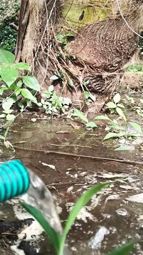 The Most Effective Way Of Watering Coconut Plant💧🥥🌴🌴#shorts #trending#plants#coconut#agriculture