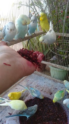 This Amazon bird toy is SO COOL#birds#parrot #birdslover #budgis #lovebirds #budgiegar #cute #hea