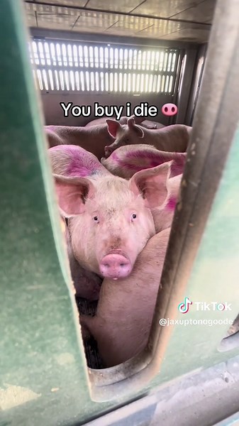 Understanding Pig Farming Practices and Meat Production