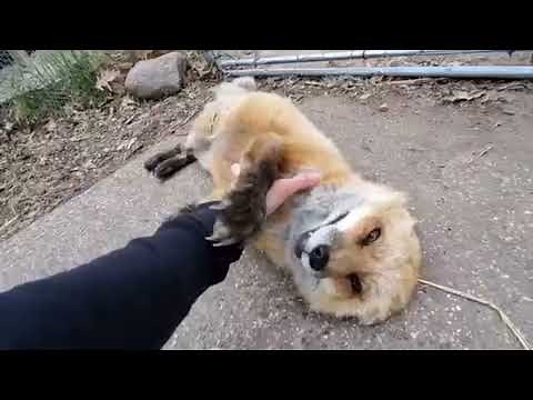 Feel Good Inc. Laugh Meme