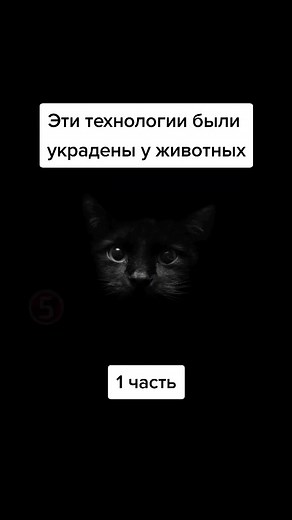 Дискавери on TikTok