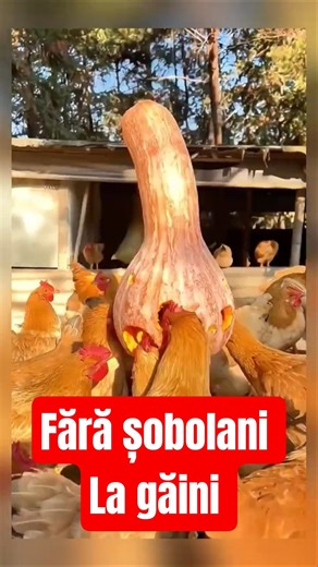 Stop feeding your chickens EVERYDAY! The Brilliant Bucket Trick 🐔⏳ #lifehacks