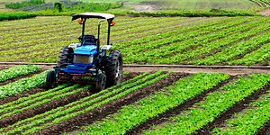 The Government's Measures to Boost Agricultural Exports are Bearing Fruit