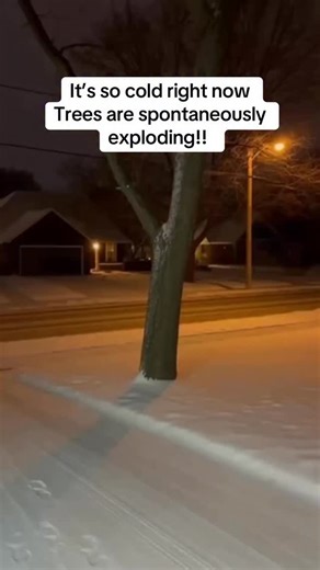 Barrett Haughton on Instagram: "It’s so cold right now apparently tree can spontaneously explode. #scary #weird #winterstorm #snowstorm"