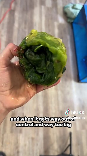 String Algae in Fish Tank: A Natural Solution for Waste Management