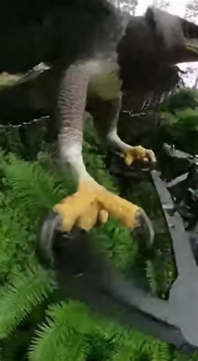 Unexpected Encounter: Drone vs. Harpy Eagle