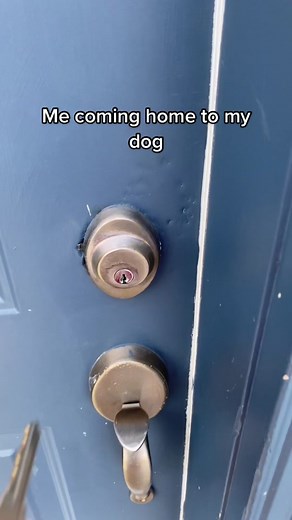 Heartwarming Reunion: Me Coming Home to My Dog