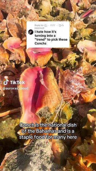 The National Dish of the Bahamas: Conch Shell and Seafood Delicacy