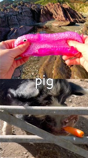 Kids Learn | Animal Names at the Rock Pool: Snow Leopard Lemur Warthog Pig Leopard