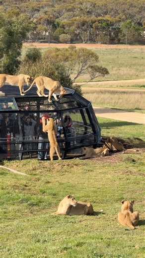 Feeding lioness 🦁 😱 #southaustralia #travel