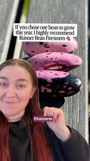 The bean variety that’s at the top of my list to grow this year: Runner Bean Firestorm! #growfood