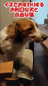 イスでおすわりするお利口な犬と自由な猫 #コーイケルホンディエ #保護猫