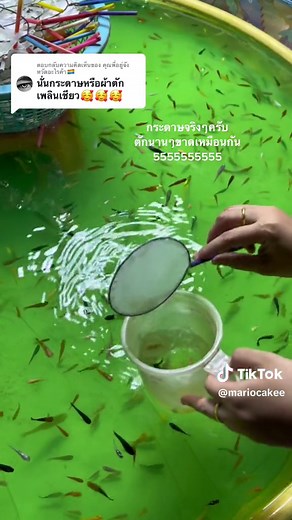 ตอบกลับ @คุณพี่อยู่จังหวัดอะไรค๊า🏳️‍🌈 ตักปลาวันที่2 5555555 #ตักปลา #ตักปลางานวัด