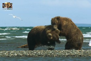 114K views · 3.7K reactions | Brown Bear - [ हिन्दी डाक्यूमेंट्री ] Part 1 , #nature #bear #documentary #discovery #wildworlddocumentary | Wild World | Facebook