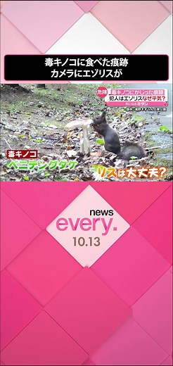 北海道の毒キノコ「ベニテングタケ」でのリスの行動
