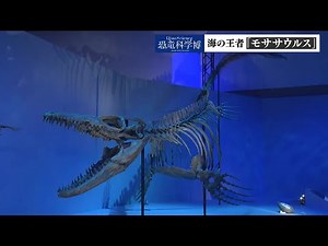 [Live broadcast] Dinosaur Science Expo: Mosasaurus, the king of the sea