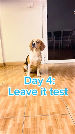 Day 4: Can your dog leave it? #beagle #beaglesofyoutube