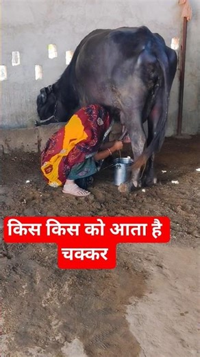 tap tap jeew mahro kalo padgo|बन्ना ac लगवादयो 📌#treding #viral#youtubeshorts#song#new#shorts#reels