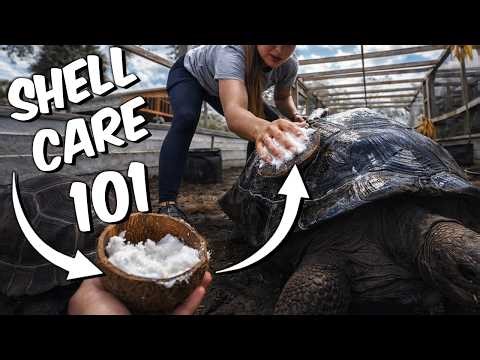 Putting Coconut Oil on Tortoise Shells?!