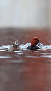 Group of redheads taking a dip! 🎥: @s_aziz110 #ducksunlimited #waterfowl #conservation #outdoors #ducks #du | Ducks Unlimited
