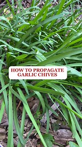 Garlic Chives propagation #gardening #gardeningtips #propagation #viralreelsシ | Growwithnith