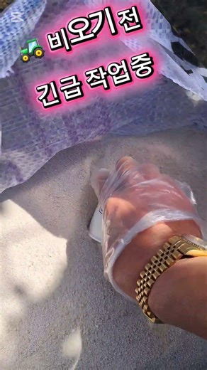 대석자두 비대의 시작 🍑 비오기 전 영양 한포! #귀농 #귀촌생활 #자두농사 #김천대박자두 #비료작업 #알솎이 #자두비대